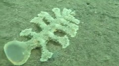 來自另外星球海底現頭部像果凍狀神秘生物(圖視頻)