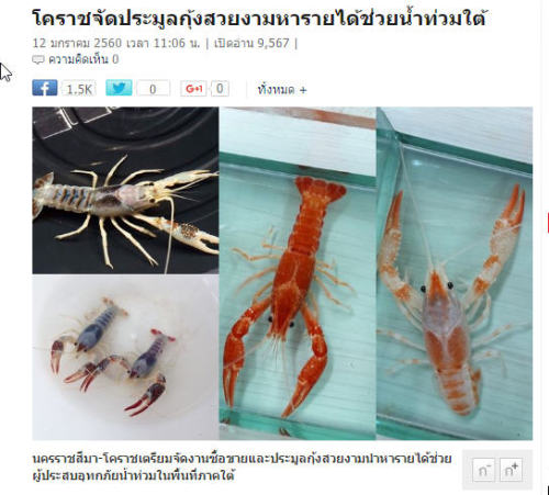 泰國漁民育成新奇蝦拍賣濟助南部災民