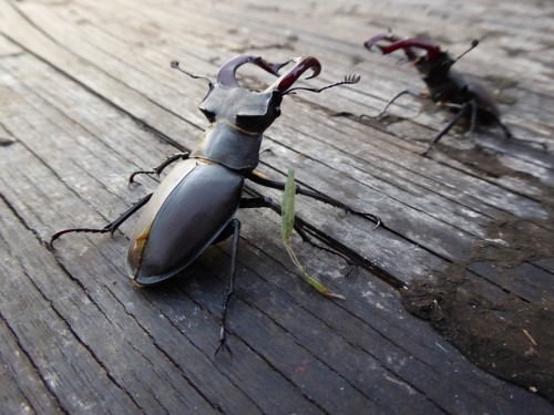 泰國北部農村盛行斗甲蟲賭注近萬元