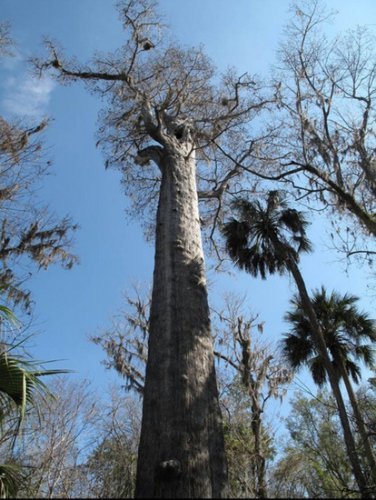 最古老世紀神樹見證千年歷史變遷