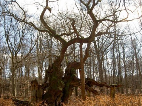 最古老世纪神树见证千年历史变迁