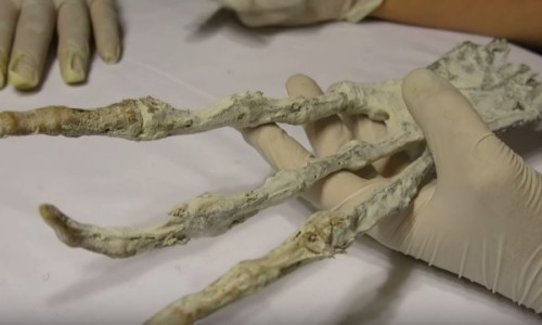 古代巨人或外星人？秘鲁发现诡异3爪掌