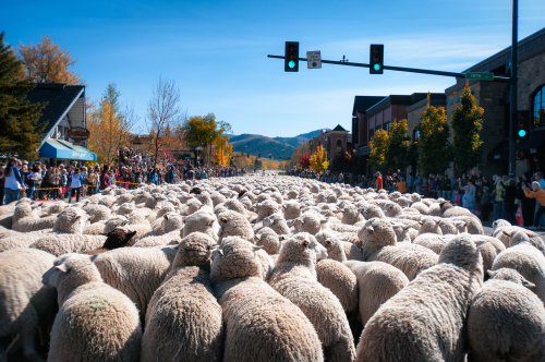 綿羊過街