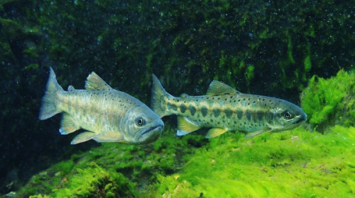 立委高志鵬提出「櫻花鉤吻鮭」應正名為「臺灣鮭魚」。