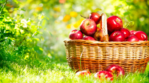 蘋果營養價值和醫療價值都很高，老少咸宜。