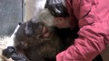 黑猩猩臨終萎靡不振直到見到40年老友......(圖視頻)
