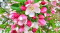 【花草群芳】自然富貴海棠花(多圖)