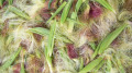 9种食物能吃出女人的气质和美丽(图)