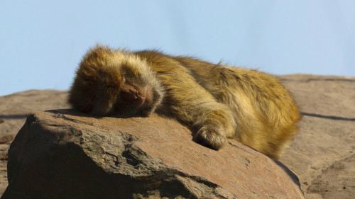 小猴子偷喝一口游客饮料当场昏迷10小时