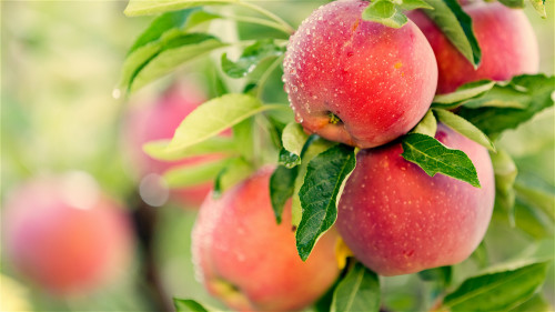 蘋果具有健脾養胃、潤肺嫩膚、潤腸止瀉等功效。