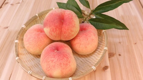 桃子有「仙果」和「壽桃」的美稱。