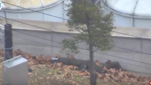 11月13日，朝鮮士兵投奔韓國，但在共同警備區遭同袍開槍射傷後，倒臥在牆邊。