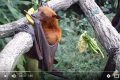 小狗长了翅膀非洲神奇“狗头蝙蝠”(视频)