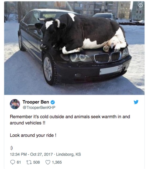 牛在BMW轿车引擎盖上取暖。