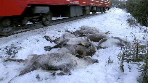 近日挪威北部已有100多頭馴鹿被高速貨運列車輾斃。(16:9) 