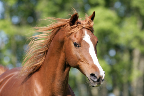 马儿跑动起来会将耳朵巧妙的躲避风向。