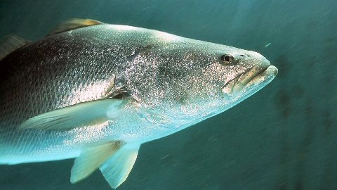 加利福尼亞灣石首魚僅產於墨西哥的加利福尼亞灣