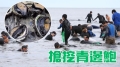 澳洲免費挖鮑魚中國大媽通殺險被罰(圖)