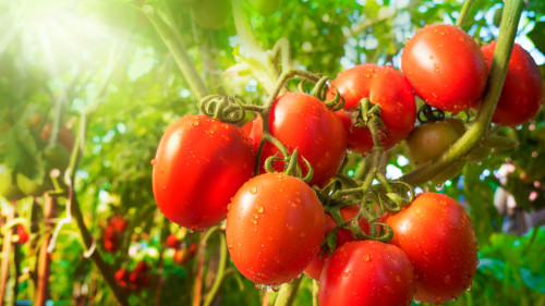 多吃番茄能加速排除血中所含的钠，有助于降低血压。