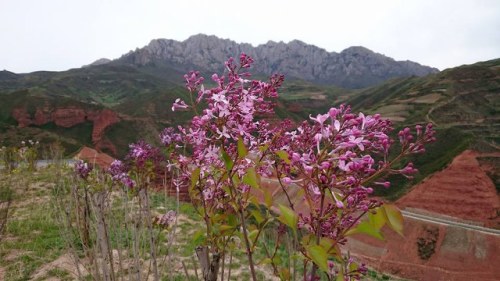 佈滿花的山頭（圖片來源：洪雅欣）