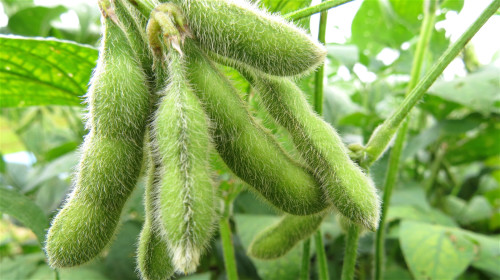 毛豆的豆荚呈绿色带有茸毛，故名为“毛豆”，营养价值很高。