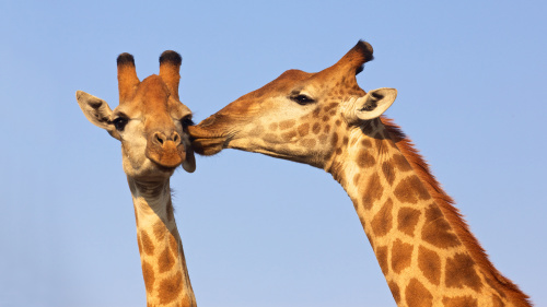 通常野生的长颈鹿妈妈不会随便舔别人家的小孩，所以只要能观察到这个现象，就能确定它们一定是亲子。