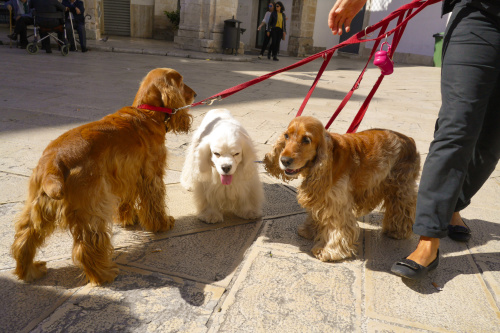 義大利：每天遛狗必須超過三次