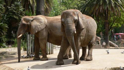 中国游客泰国激怒大象领队被象重甩踩死