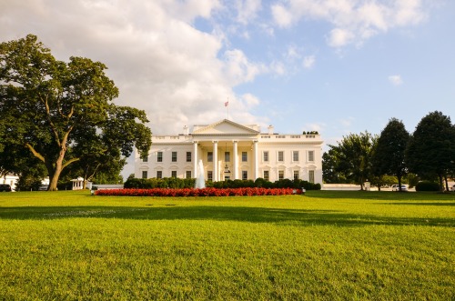 美国白宫玉兰树将被砍掉大部分。