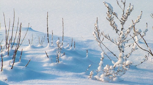 这两天全国大雪，朋友圈都被雪景和雪人刷屏了。