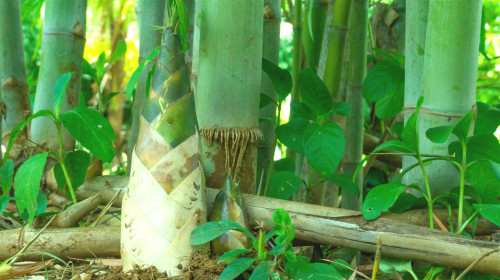 竹被中国人赋予高雅、正直等许多意象，竹笋被誉为“蔬食第一品”。