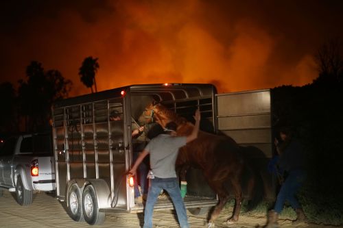 南加州野火现场 记者中断直播救马