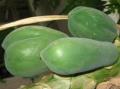 中醫師推薦「青木瓜水泡茶」擺脫痛風和關節腫脹(組圖)