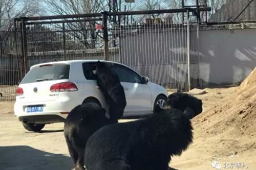 自驾车遭黑熊围堵八达岭动物园又出事