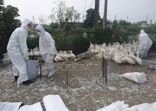 台湾屏东鸭场再爆疫情上万只肉鸭被扑杀