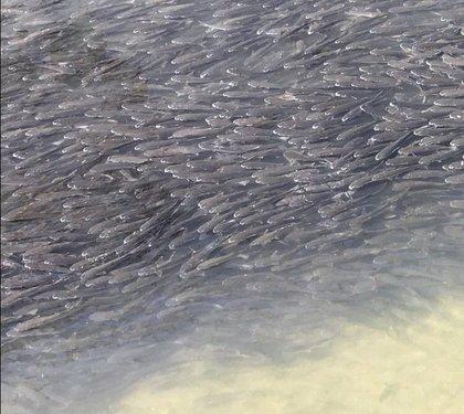 日本惊见鱼群大迁徙地震前兆？