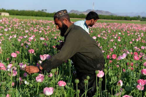 阿富汗鸦片危害全球中国种子是祸首