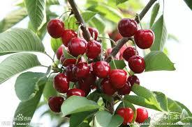 樱桃是非常好的补血食物之一，有补血理气的功效