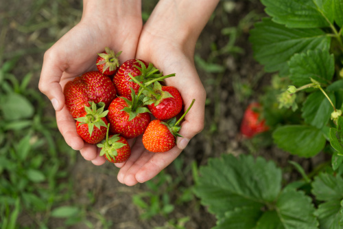 香味沁人心脾的草莓，特別適宜春季養生食用。
