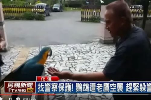 金刚鹦鹉被老鹰追击飞到警局求救