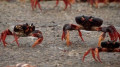 上百萬螃蟹過馬路為何沒人敢吃(組圖)