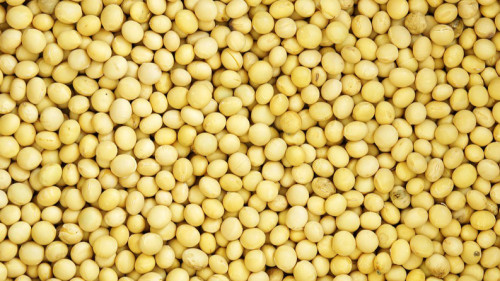 黃豆磨成豆漿粉，每天早、晚一杯，補充營養血氣。