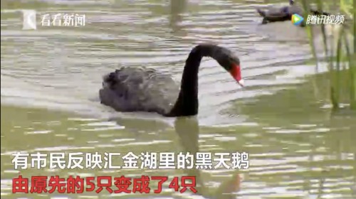 上海徐家匯公園匯金湖的一隻黑天鵝近日不知去向