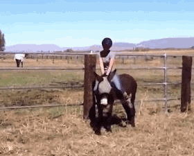 小馬的馬力其實很足。