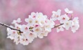 你可知如何维持鲜花与清静心的道理(图)