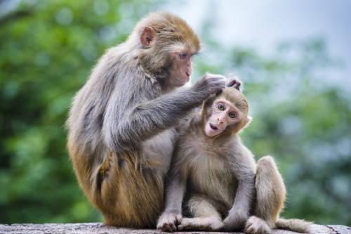 中國科學家日前培育出11隻攜有人類基因的恒河猴，再次在國際間引發倫理爭議。