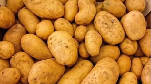 经常食用土豆十分有益于健康，可养心益气，延年益寿。