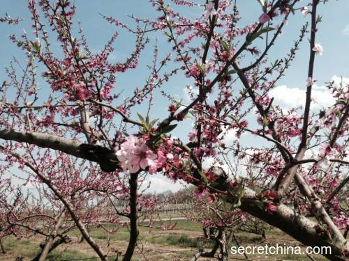 美国新泽西州常青农场盛开的桃花。（摄影：云中君/看中国）
