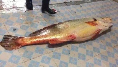 中國漁民捕獲極危黃唇魚 賣得逾347萬