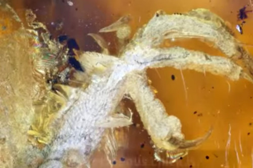 琥珀包裹億萬年前完整小鳥爪上鱗片清晰可見